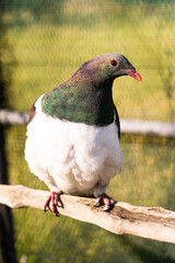 new zealand wood pigeon sitting on a perch