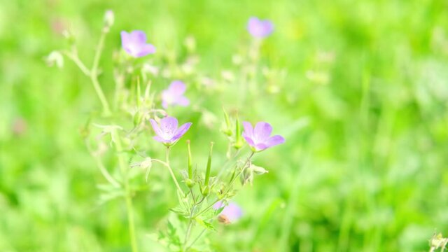 tender, juicy wild herbs on a green alpine meadow, bee pollination concept, fresh feed for cows and sheep, blooming forbs in summer