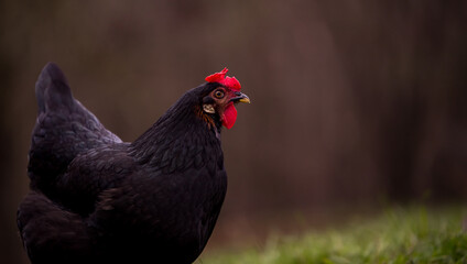 A  black hen nibbling on the green grass in the garden near the forest in cloudy weather. gallus gallus domesticus bird feeding at the farm