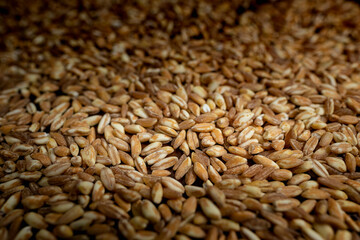 Pine nuts; Pinoli