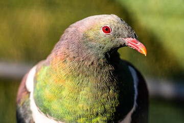 new zealand wood pigeon sitting on a perch