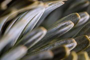 Macro of pine needles; Macro di aghi di pino