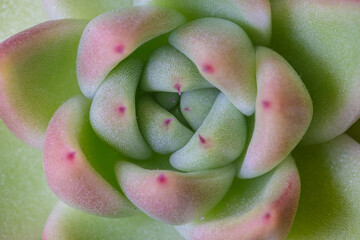 Succulent plant; Macro di una pianta succulenta