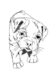 Cute puppy sketch with bow tie