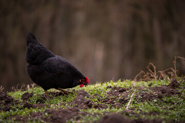 A  black hen nibbling on the green grass in the garden near the forest in cloudy weather. gallus gallus domesticus bird feeding at the farm