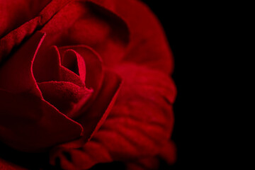 Rose; Rosa