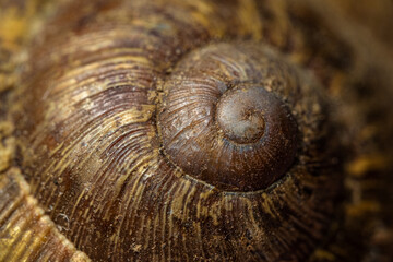 Shell of a snail; Guscio di una Chiocciola