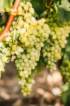 Raisin de table blanc sur pied, dans les vignes du sud de la France
