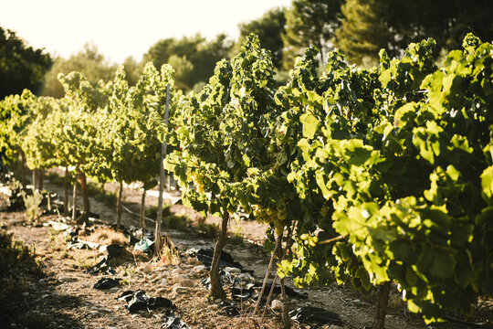 Raisin de table blanc sur pied, dans les vignes du sud de la France