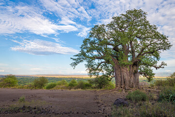 Baobab tree in the evening light; Tanzania