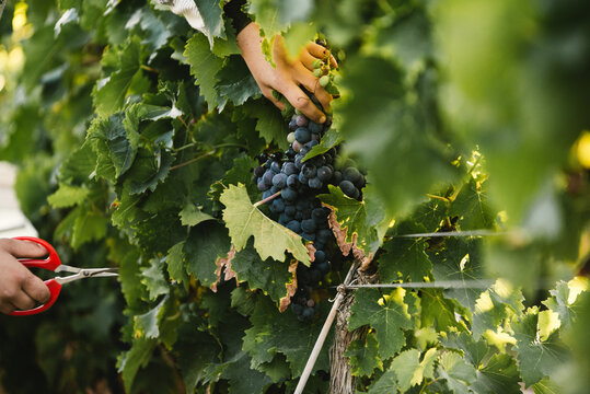 R&eacute;colte de grappe de raisin de table AOP Muscat du Ventoux