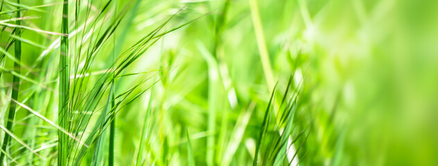 grashalme in sonniger frühlingswiese makro