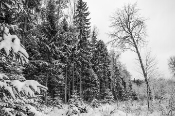 Forest in winter time