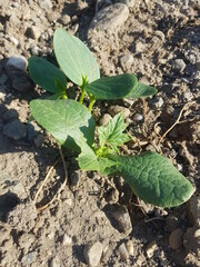 cucumber seedling