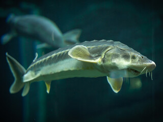 Close-up of Sturgeon fish swimming in the aquarium.
