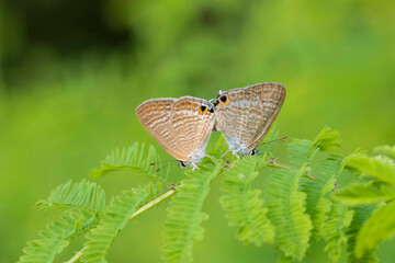 butterfly on a flower