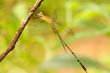 Emerald Banded Spreadwing Damselfly, Lestes elatus, Karkala, Mangalore, Karnataka India