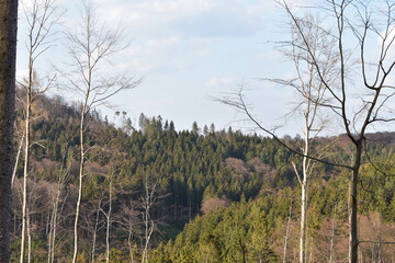 Wald