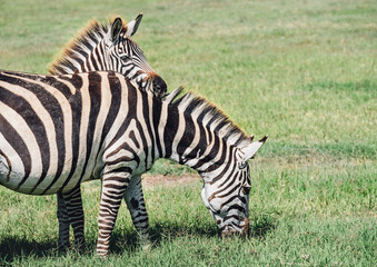 Obraz na płótnie Canvas A couple of Grant's Zebra in the Ngorongoro Crater Conservation Area, Tanzania, East Africa. The Female put the head on the male's back. Beauty in wild nature and traveling concept.