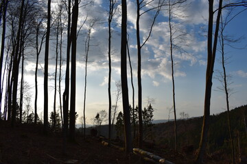 Wald