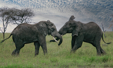 Fototapeta premium African elephant (Loxodonta africana) two fighting bulls, Serengeti National Park; Tanzania