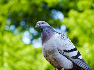 a gray pigeon with red eyes on a blurry green tree background view from below . city bird in the park