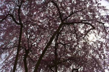 Obraz premium Blüten, Bäume, Pflanzen