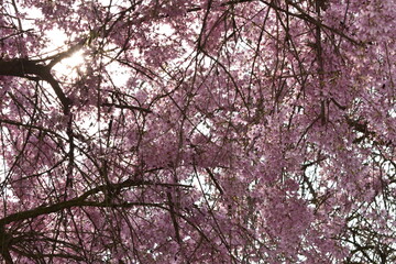 Blüten, Bäume, Pflanzen