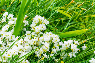 Arabis caucasica ,Brassicaceae , garden arabis, mountain rock cress or Caucasian rockcress
