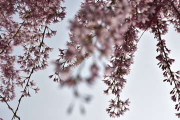 Blüten, Bäume, Pflanzen