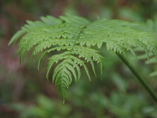 fern leaves