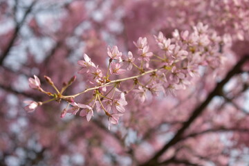 Blüten, Bäume, Pflanzen