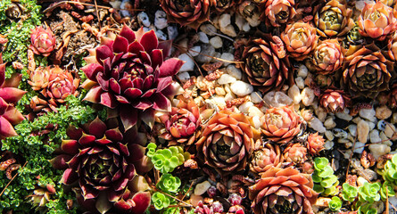 collection of colorful purple succulent among greenery and white rocks