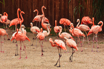 A group of flamingos (Phoenicopterus ruber) standing on the sand.