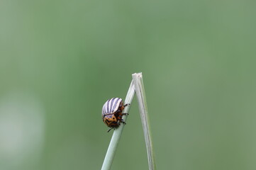 Kartoffelkäfer : Potato Beetle 2