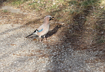 Colorful jay bird on a ground eats nut