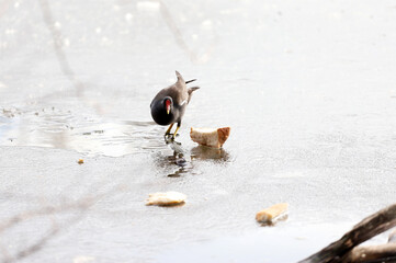 Common moorhen (Gallinula chloropus) walk on ice and eat bread. Waterhen or swamp chicken.