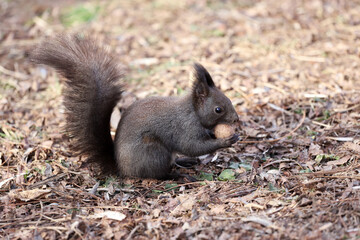 Naklejka na ściany i meble Squirrel eats a walnut on a natural background