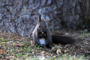 Naklejka na ściany i meble Squirrel with one ear eats a nut.