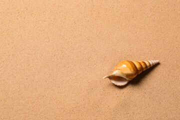 Beautiful seashell and space for text on beach sand, top view. Summer vacation