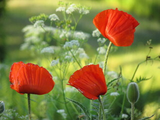 poppy flowers in field