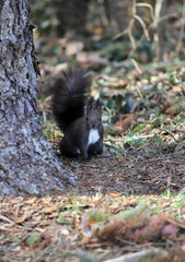 Squirrel in nature with forest background