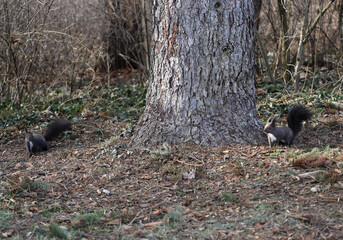 Two squirrels play in the forest in a park