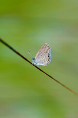 Naklejka premium Ceraunus Blue Butterfly, Hemiargus ceraunus, Satara, Maharashtra, India