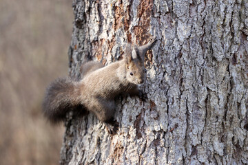 Squirrel on a tree with natural background
