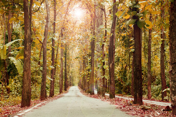 Plant of trees forest lin autumn  beautiful landscape