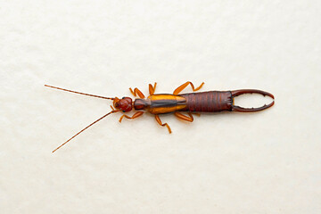 Earwig, Labidura riparia, Satara, Maharashtra, India