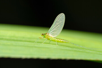 Green mayfly subadult, Rhithrogena germanica, Satara, Maharashtra, India
