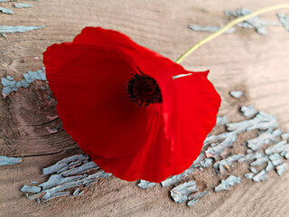 One red poppy flower on an old wooden background