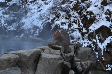 Schneeaffen, Japan-Makaken an heißer Quelle in den Japanischen Alpen vor verschneitem Berghang